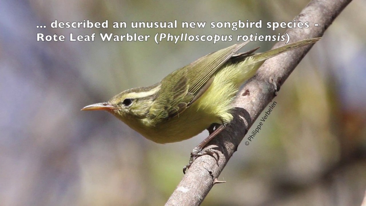 Unusual new bird species, Rote Leaf Warbler (Phylloscopus rotiensis