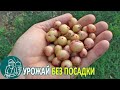 Миниклубни из отходов 🥔 Урожай семенного картофеля без посадки и выращивания 🌿 Опыты Гордеевых