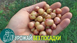 Миниклубни Из Отходов 🥔 Урожай Семенного Картофеля Без Посадки И Выращивания 🌿 Опыт Гордеевых