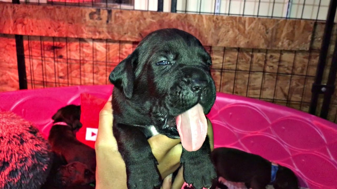 We Named Our 3 Week Old Cane Corso Puppies