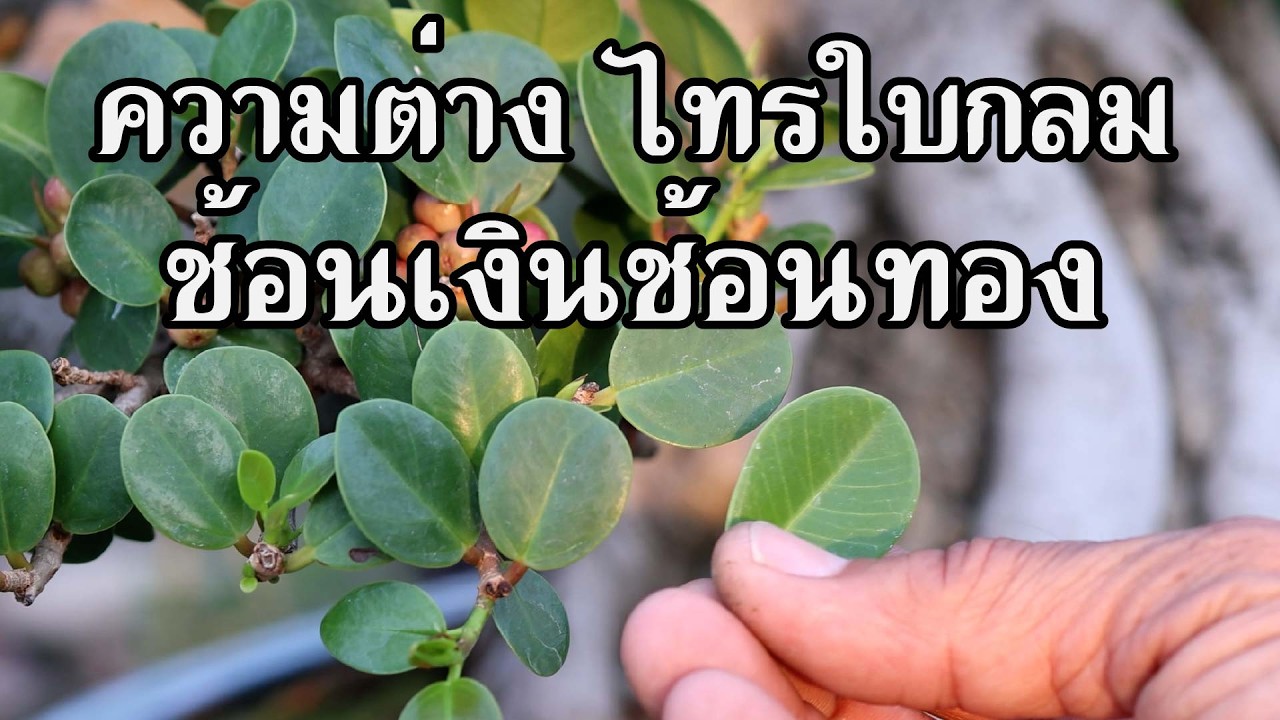 ไทรใบกลม/ช้อนเงินช้อนทอง แตกต่างกันตรงไหน?