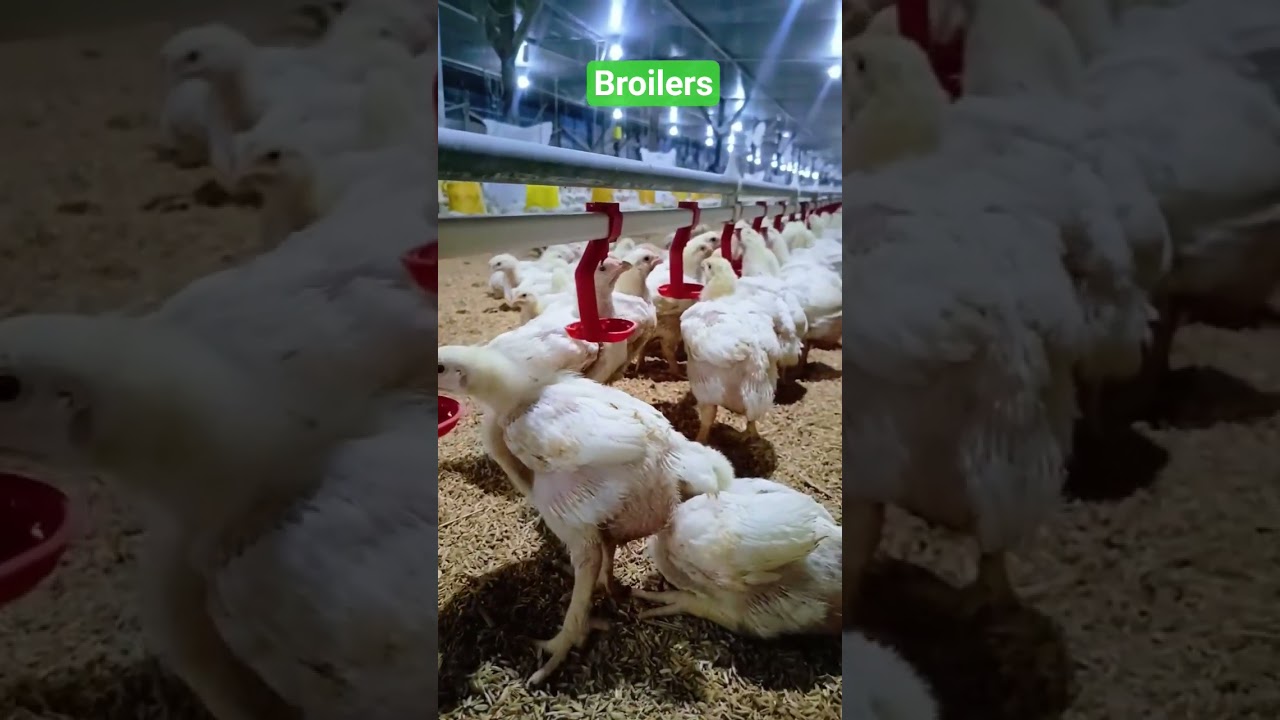 Broiler Farming in Control Sheds, Broiler Grower chicks 