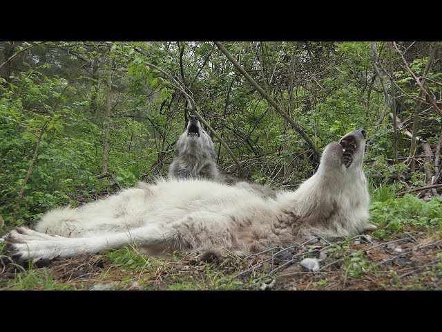 The Funniest Wolf Howls Are Lazy Ones