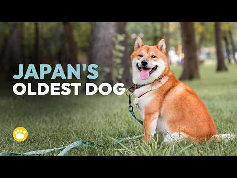 Sejarah Sebenarnya dari Shiba Inu