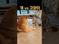 개와 고양이는 왜 사이가 안좋을까 개와 고양이는 왜 사이가 안좋을까