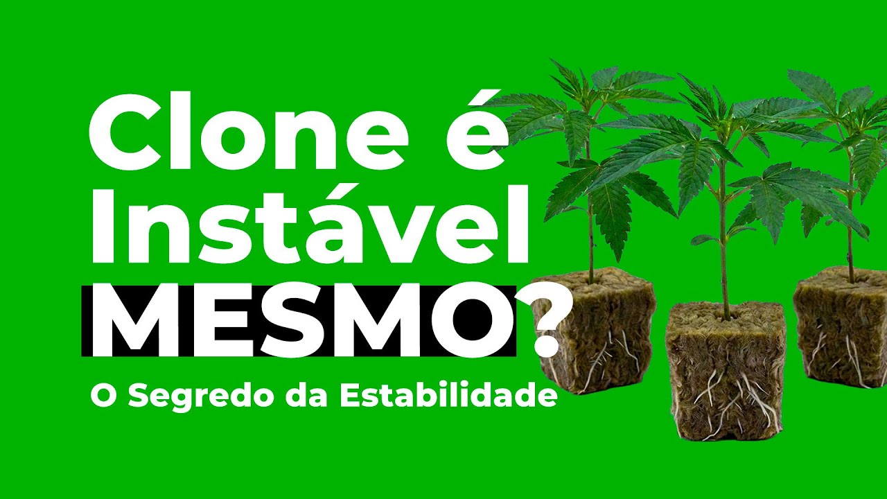 Clones de Cannabis São Instáveis? Como Garantir Estabilidade Genética no Cultivo Medicinal