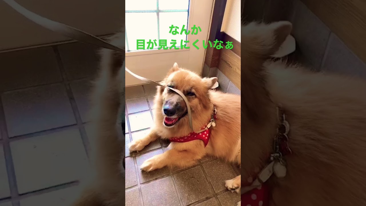 動じない犬 雑種犬 Shorts Youtube