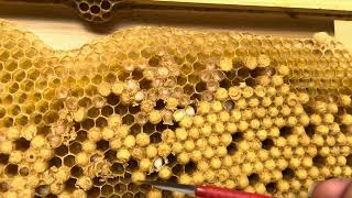 Bee Larvae, Hygienic Behavior & Poop. Oh My