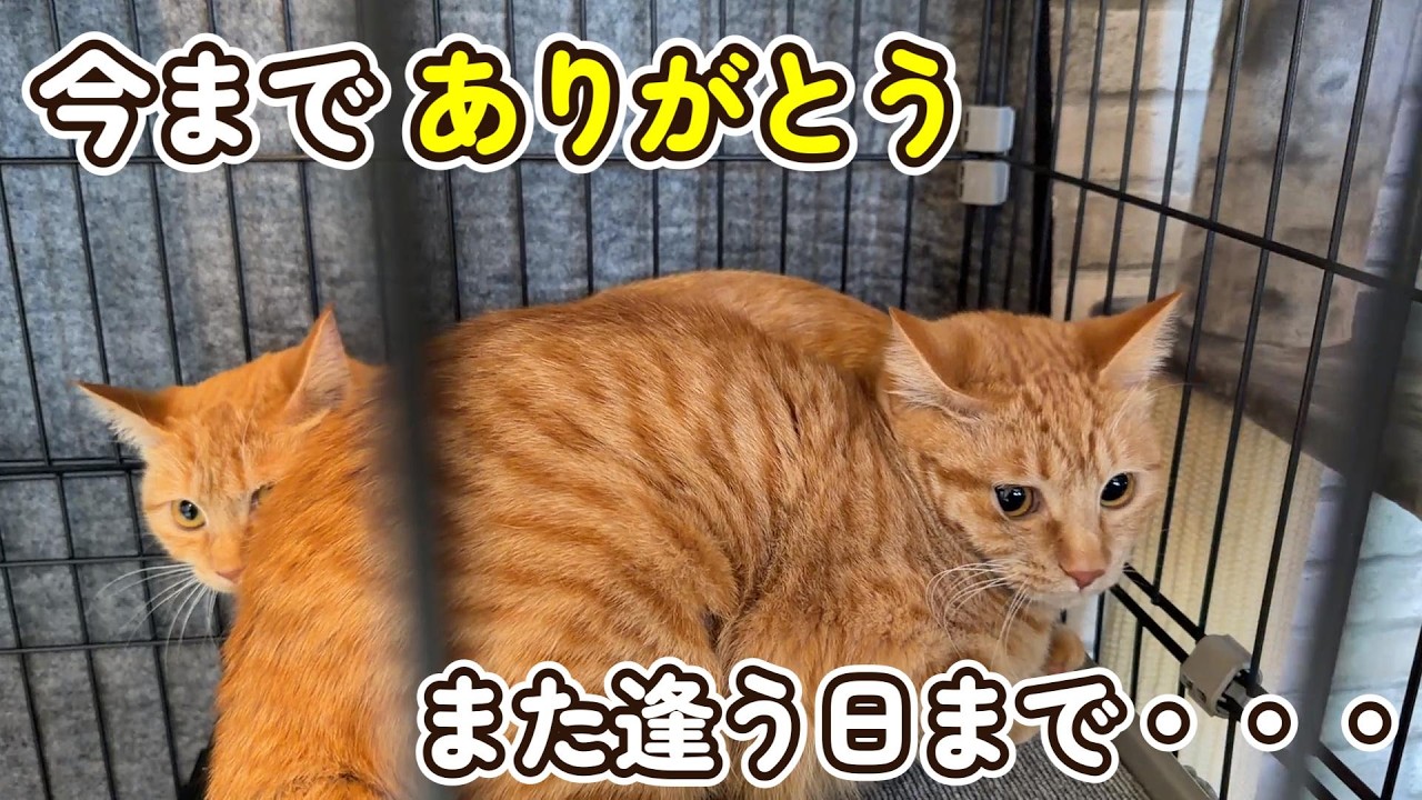 【さようなら茶トラんず】4億分の１の奇跡の茶トラ姉妹が旅立ちました