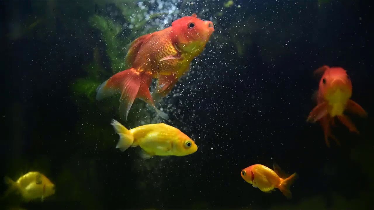 Fish Motiational Video. Beautifull Motivational Video. Pro Ebo YouTube