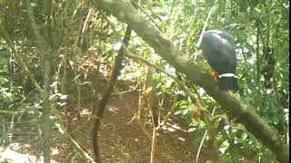 Semiplumbeous Hawk, Darien, Panama