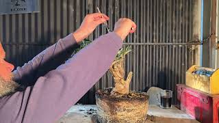 Neglected Bottlebrush Bonsai get some love