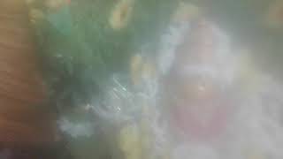 Panpoli Bahavathi Amman Kovil Kodi Vila