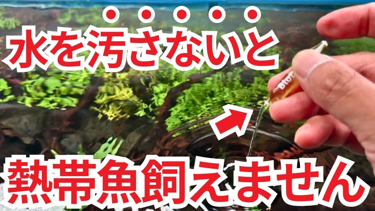 水槽立ち上げ後にする