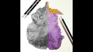 Tutorial 2/4: The Difference between Coloured and Graphite Pencils with Jess Pritchard