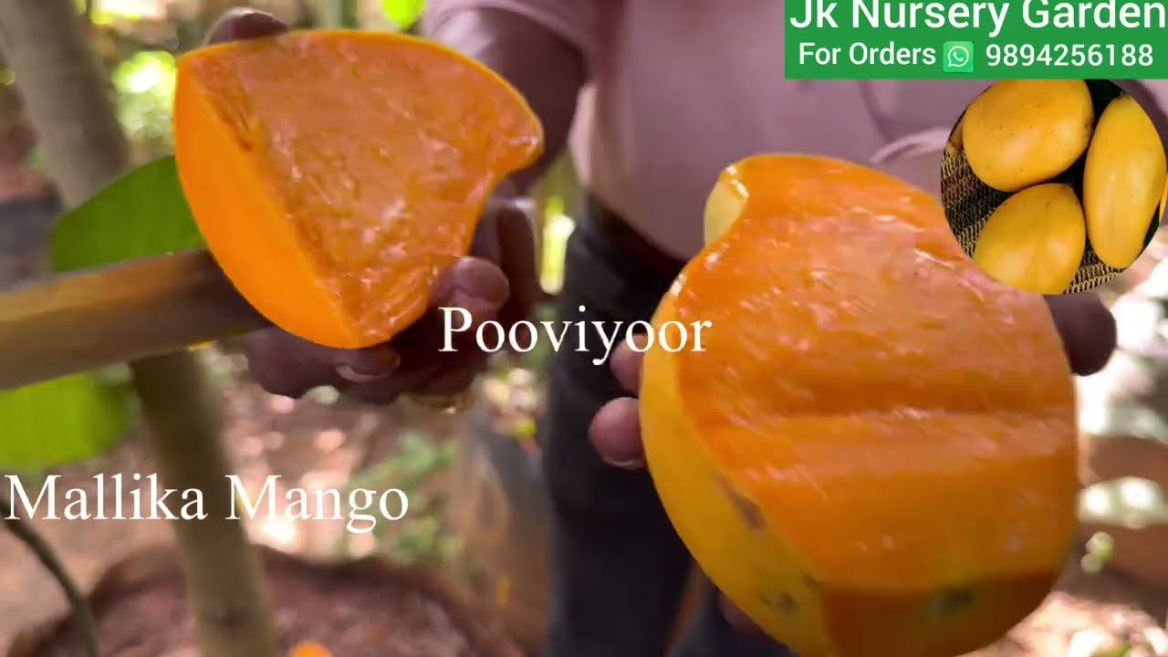 Mallika Mango Taste Review JK Nursery, Pooviyoor, Kanyakumari Dist, Tamil Nadu.