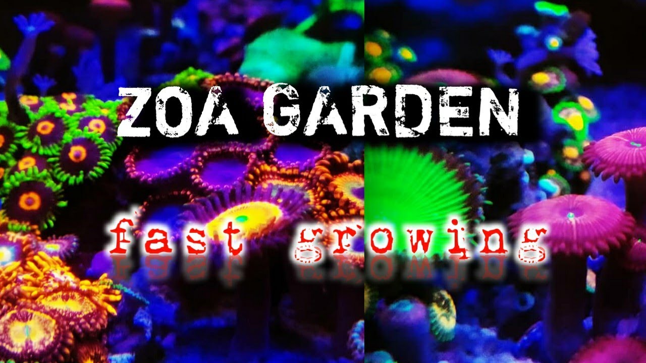 zoanthids update! zoa garden in mixed reef tank. fast growing! 