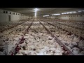 Make it Possible - how to end factory farming