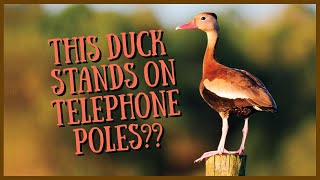 Blackbellied Whistling Duck: Everything you need to know | Call/Sound, Hunting, Flying, Babies