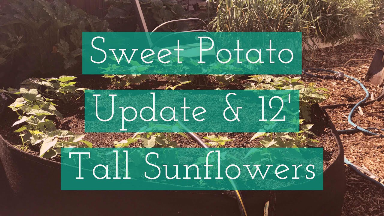 Update on Sweet Potatoes, Planting 12 Ft Tall Sunflowers, and Hunting Cabbage Moths