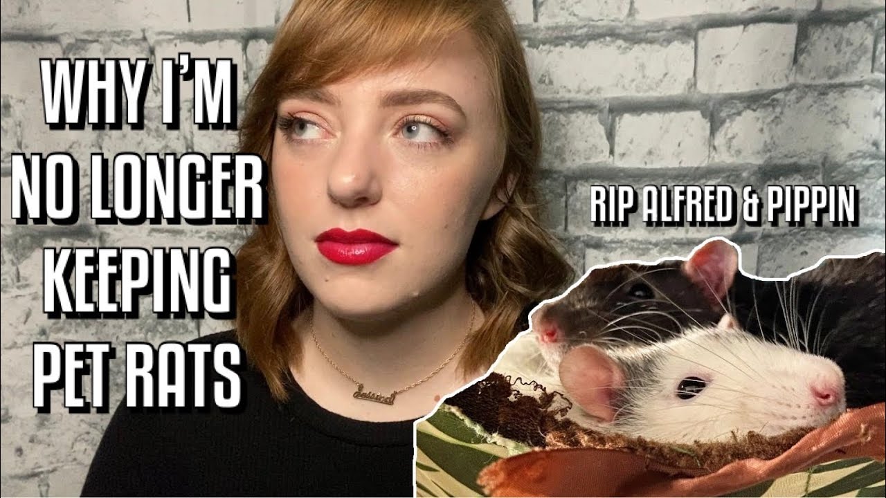 Unfortunate News & Big Changes Regarding My Pet Rats YouTube