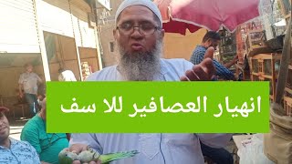 إنهيار اسعار العصافير والببغاوات من دخل سوق السيدة عائشة