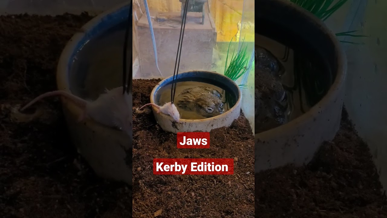 Kerby.. the mouse slayer 