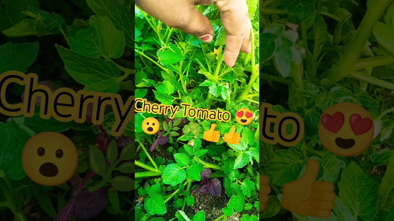 Cherry Tomato को कैसे grow करे !💕टमाटर 