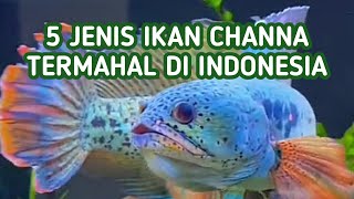 5 Jenis Ikan Channa Termahal di Indonesia 2023