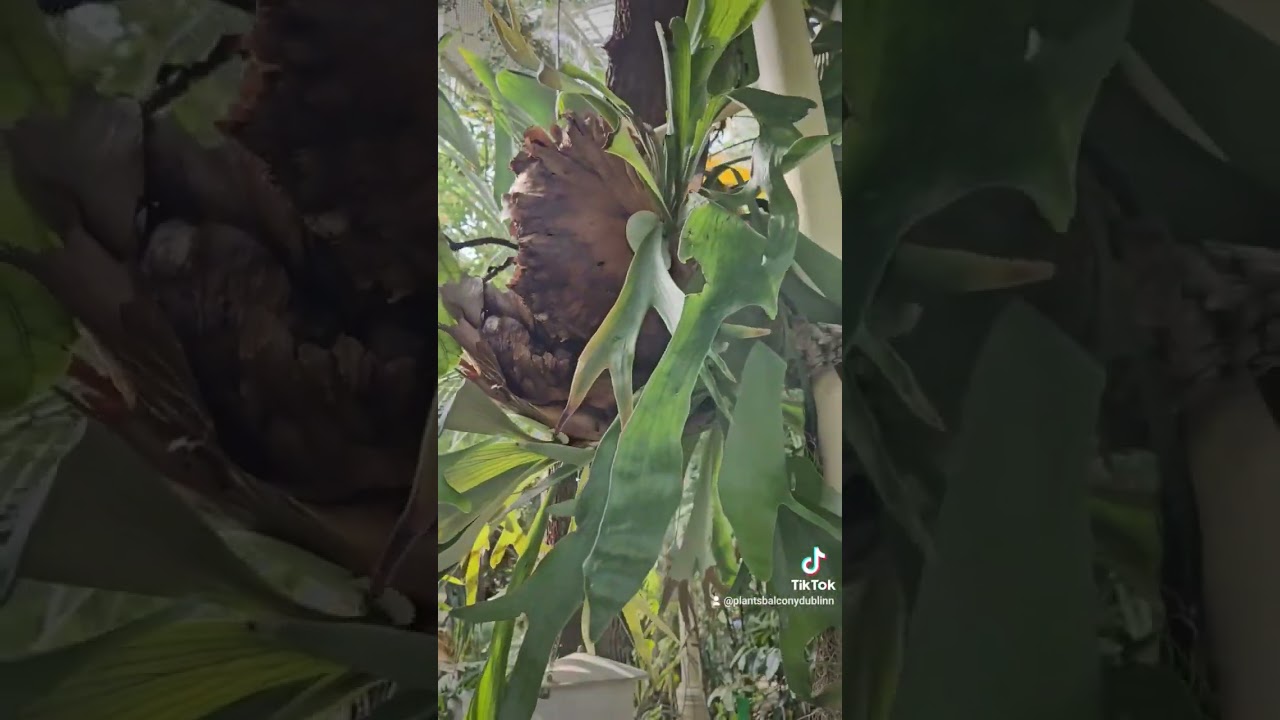 #platyceriumbifurcatum