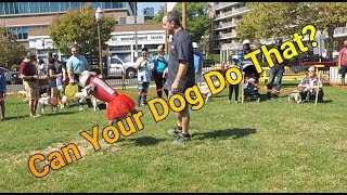 Bark In The Park  2019