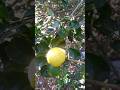 198/365🍋lemon tree 🌴 lemon Farming desi nimbu nimbu ki kheti Gao ki nimbu ki kheti#lemon#vlog#shorts