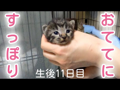 構って欲しい子猫 自分だけかまって欲しい子猫』→他の子猫に構ったら…まさかの