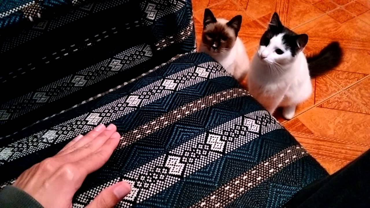 funny cats sleeping in weird positions compilation 2014 funnyplox Cats curious about the sound in sofa - part 2
