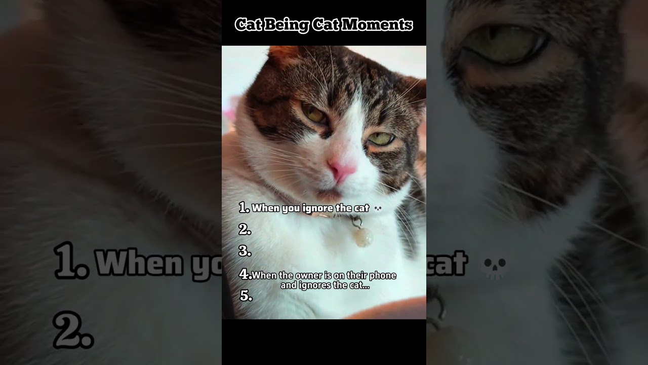 😼 Cat Being Cat Moments | Just Cat Things