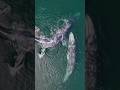 Whale 🐳life #whale#naturallife#videocaption#goodmoments#naturallifestyle