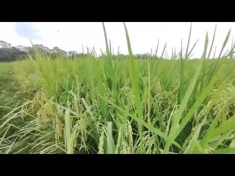 PADI PANDAN WANGI