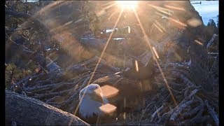Big Bear Eagle Cam ~ Shadow Is Ready For Babies Brings More Fluff; Vocals, Shift Changes 4.8.19 screenshot 5