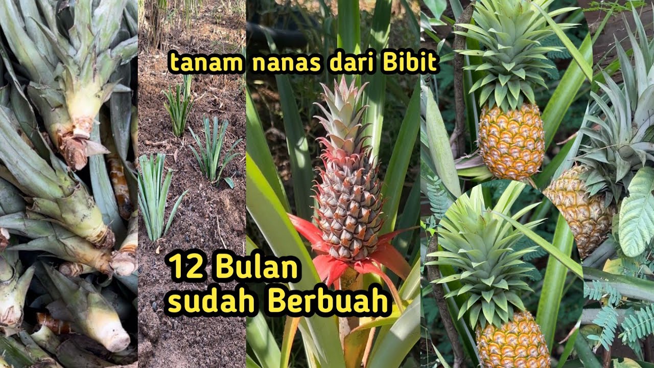 MENANAM NANAS BOGOR DARI BIBIT 12 BULAN SUDAH BERBUAH I nanas bogor tanpa duri , nanas madu