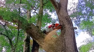 Complicated !! Cut down 2 trees that stick together for almost a quarter of a century.