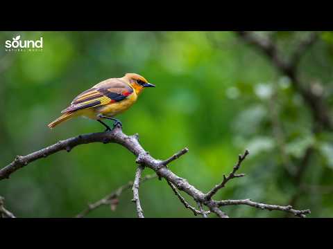 Relaxing Piano & Bird Singing | Soothing Nature Rain for Healing, Calm Your Mind & Sleep