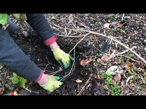 Propagating Rhododendron How To Propagate Rhododendron Layering
