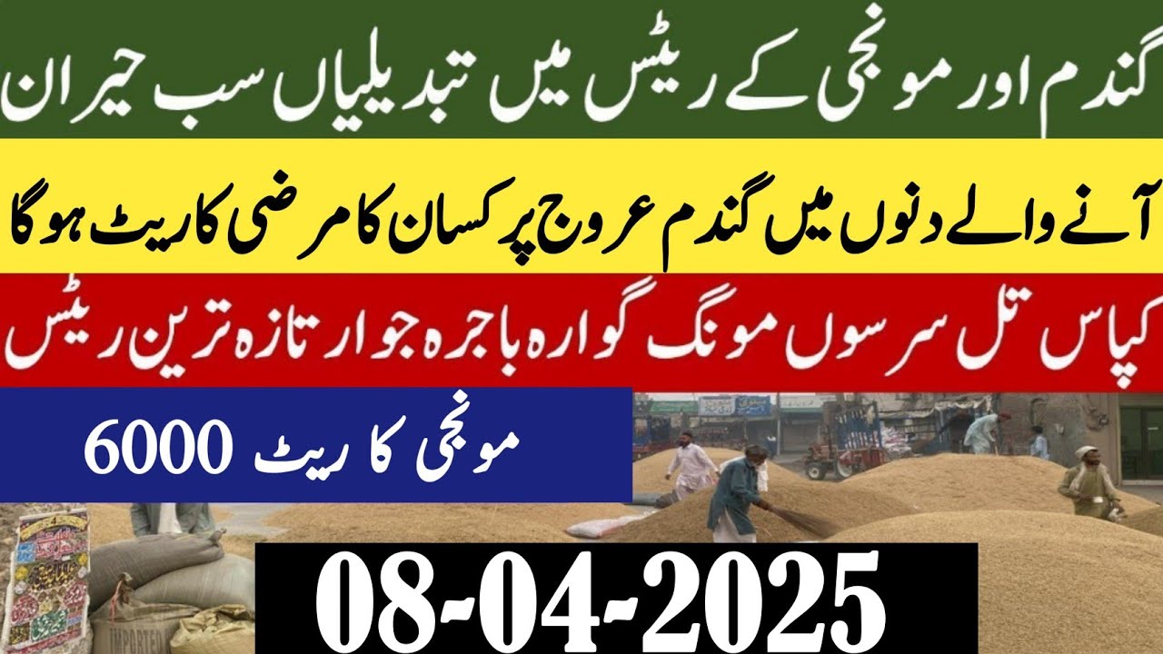 Wheat rates 2025/wheat price today in punjab/ Makki ka rate today ...