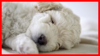 Cute sleeping Bichon Lovely Pet by Puppy Love 1,413 views 8 years ago 4 minutes, 30 seconds