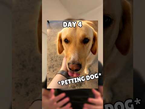 Petting Dog For Every Follower!