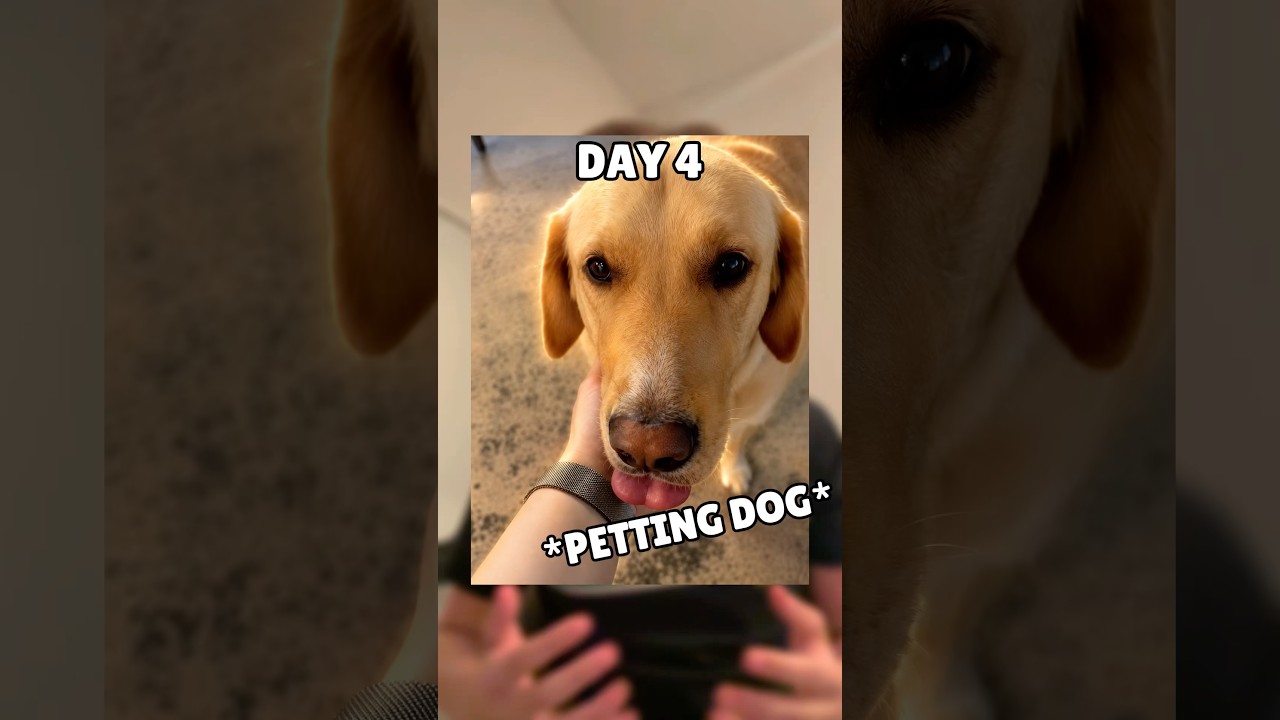 Petting Dog For Every Follower!