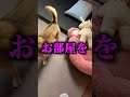 愛犬コロちゃんの家を勝手に破壊してみた