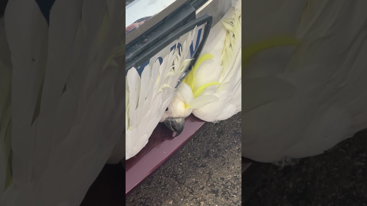 Cockatoo stuck on car | Part 1