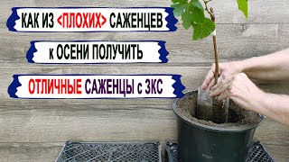 🍇 Как из слабого САЖЕНЦА ВИНОГРАДА получить к осени ОТЛИЧНЫЙ посадочный материал. Саженец с ЗКС.