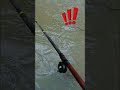 kedatangan ular pengunggu sungai #mancing #shorts